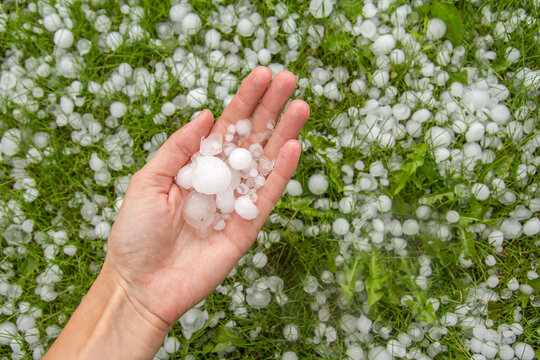 Large hail in human hands on the green grass background.