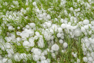 Large hail in the green grass after a thunderstorm.