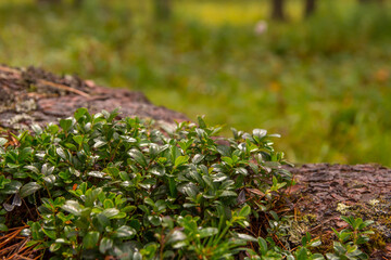 Small bushes of lingonberry in the forest copy space. The leaves of cranberries.