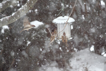 bird feeding at a birdhouse in winter while snowing