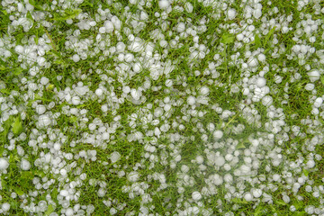Large hail in the green grass after a thunderstorm.