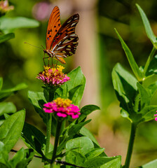 Butterfly flying on a sunny day over the flowers of a botanical garden