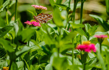 Butterfly flying on a sunny day over the flowers of a botanical garden