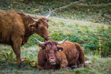 Salers cows, a hairy and fluffy breed of cattle, mostly found in Auvergne (France). 