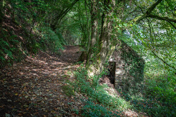 Exmoor woodland path
