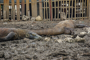 Komodo dragon in Komodo National Park on Rinca Island in Indonesia