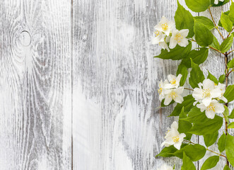 A branch of blooming jasmine on a white wooden background with sun glare. Spring, summer flower background with place for your text. Spring time concept. Flat lay, horizontal orientation