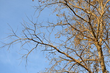 branches against blue sky