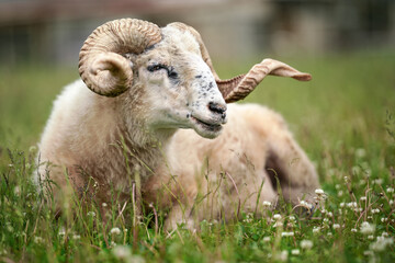 Sheep with twisted horns, (Traditional Slovak breed - Original Valaska ) resting in spring meadow grass, eyes half closed