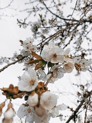 white cherry blossom in spring