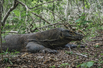 Fototapeta premium Komodo dragon in Komodo National Park on Rinca Island in Indonesia