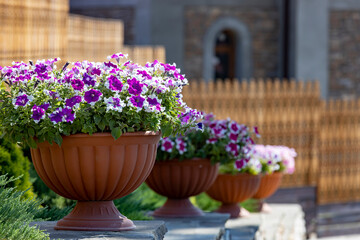 Beautiful park is decorated with flowers. Pitunia flowers in pots outside.