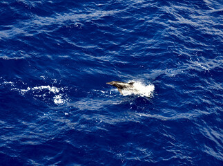 White Sided Dolphin in South Atlantic Ocean