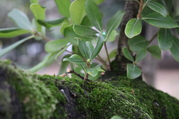 green moss on the stone
