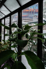 Invernadero, donde las plantas se conservan calientes, pese al mal tiempo exterior.