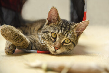 Kleiner Kater im Tunnel
