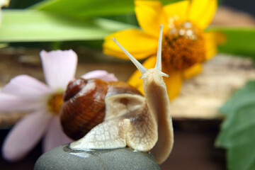 grape snail crawling on a stone against a background of flowers. mollusc and invertebrate