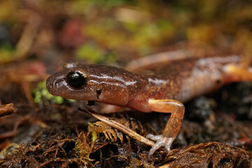 A common ensatina , Ensatina eschscholtzii, on the forest floor