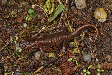 Obraz na płótnie Canvas A chcolate brown adult of the Northwestern salamander, Ambystoma gracile