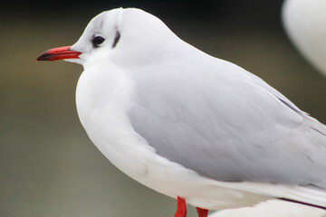 seagulls by the sea. Black Sea.