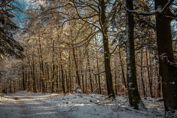 Fototapeta na wymiar älzer Wald - Winter Wanderung - Weltachs bis Mölschbach
