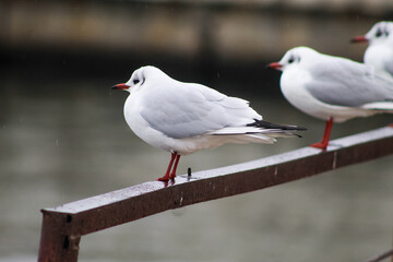 Obraz premium seagulls by the sea. Black Sea.