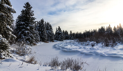Fresh winter snow covers a forest and frozen creek in Northwest Ontario, Canada.