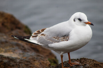 seagulls by the sea. Black Sea.