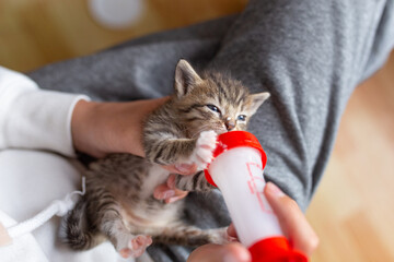 Bottle feeding a small kitten. Bottle feeding kittens with milk. Kittens in people's arms.