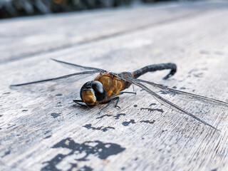 dead dragonfly on a bench