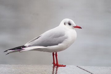 Obraz premium seagulls by the sea. Black Sea.