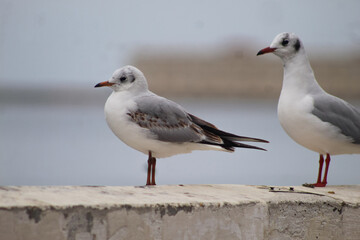 Fototapeta na wymiar seagulls by the sea. Black Sea.