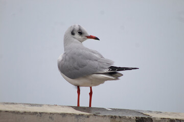 seagulls by the sea. Black Sea.