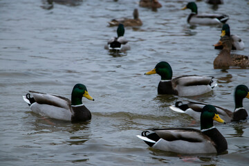 ducks on the lake