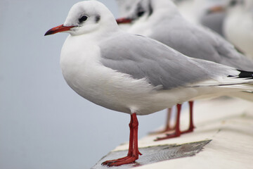 seagulls by the sea. Black Sea.