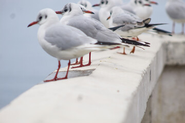 seagulls by the sea. Black Sea.
