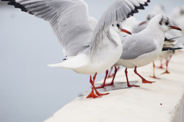 seagulls by the sea. Black Sea.
