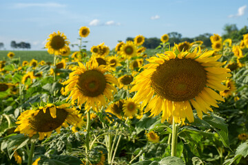 Sunflowers field in the state of Mato Grosso do Sul, Brazil