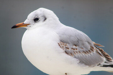 seagulls by the sea. Black Sea.
