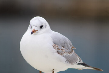 seagulls by the sea. Black Sea.