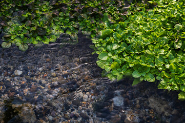 Obraz premium オオガワヂシャとクレソン