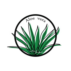 Aloe vera in flat style. Design for cards, labels, posters, flyers, prints on clothes. Isolated on white. Vector illustration.