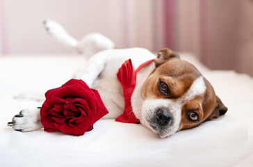 funny chihuahua dog in bow tie with red rose lying in white bed. valentine.