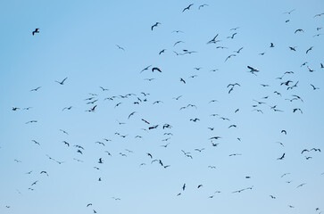 silhouettes of gulls flying in a blue sky
