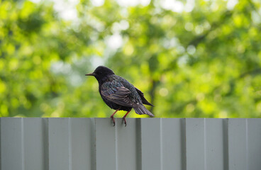 black starling on the fence