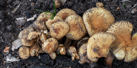 inedible mushrooms  in the forest 