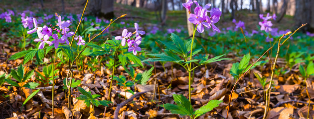closeup beautiful wild flowers on the forest glade, good spring outdoor natural background