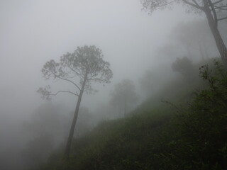 misty morning in the mountains