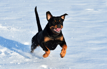 a strong rottweiler in the snow