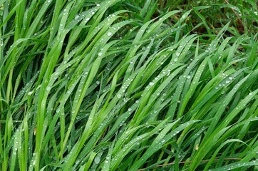 Fototapeta na wymiar Green spring grass covered with raindrops. Spring background. Green background.